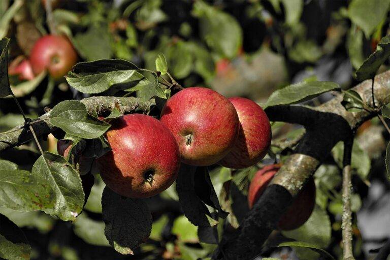 The Future of Urban Farming: Growing Food in the Concrete Jungle